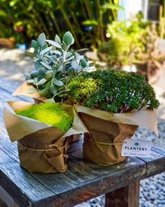 PACK RELAX : 3 SUCUS MEDIANAS - comprar online