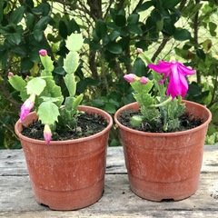 RHIPSALIDOPSIS, SANTA TERESITA O CACTUS ORQUÍDEA FUCSIA