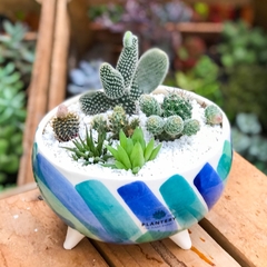 DÚO MACETA RECHONCHA MULTICOLOR + CACTUS