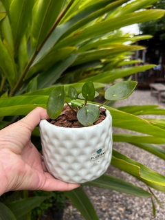 DÚO TETRIS + PILEA PEPEROMOIDES en internet