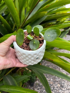 DÚO TETRIS + PILEA PEPEROMOIDES - comprar online