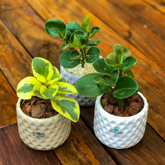 DÚO MACETA TETRIS + PEPEROMIA VARIEGADA - comprar online