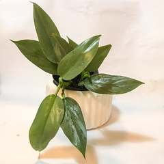 MACETA CARRUSEL MEDIANA - Plantery