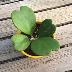HOYA KERRII - comprar online