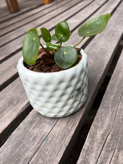 DÚO TETRIS + PILEA PEPEROMOIDES - tienda online