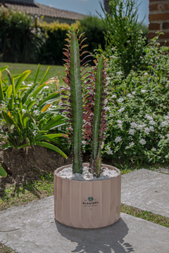 CACTUS EUPHORBIA - comprar online