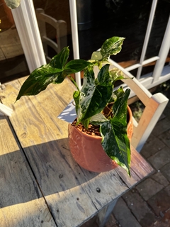 DÚO MACETA PRIMAVERA + SYNGONIUM - comprar online