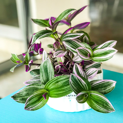 DÚO CARRUSEL GRANDE + TRADESCANTIA FLUMINENSIS - Plantery