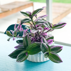 DÚO CARRUSEL GRANDE + TRADESCANTIA FLUMINENSIS en internet