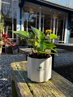 MACETA SAPHI MEDIANA - tienda online