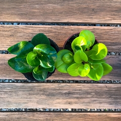 PEPEROMIA OBTUSIFOLIA
