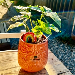 Imagen de DÚO MACETA PRIMAVERA + SYNGONIUM