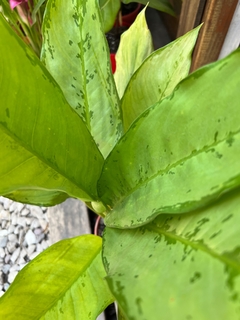 AGLAONEMA FREEDMAN - comprar online