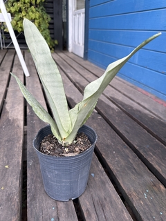 SANSEVIERIA MOON SHINE - comprar online