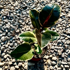 GOMERO AMARILLO / GOMERO VARIEGADO en internet