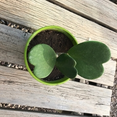 HOYA KERRII - Plantery