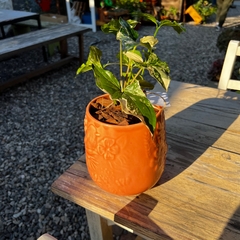 DÚO MACETA PRIMAVERA + SYNGONIUM