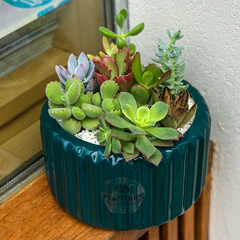 DÚO CARRUSEL L + MIX SUCULENTAS - tienda online