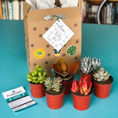 SUCU BOX: 6 suculentas chicas - Plantery