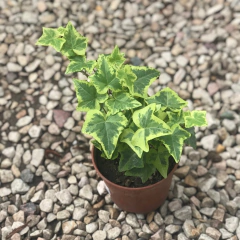 HIEDRA LEMON en internet