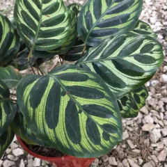 CALATHEA MAKOYANA - comprar online