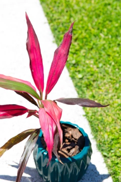 Dúo Dracena Cordeline + maceta prisma - comprar online