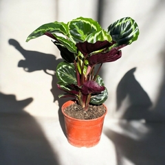 CALATHEA MEDALLION