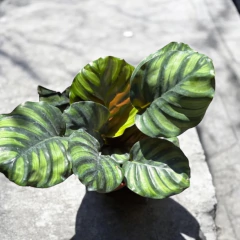 CALATHEA FASCIATA - comprar online