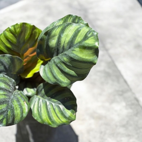 CALATHEA FASCIATA