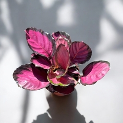 CALATHEA ROSEOPICTA (ROSA&PÚRPURA) - comprar online