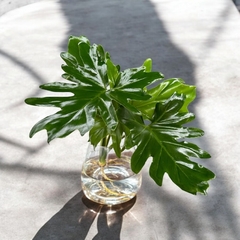 HYDRO GRANDE