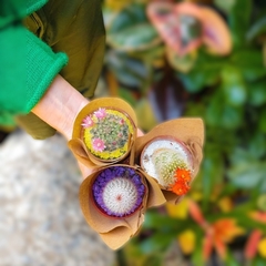 PACK SOL : 3 MINI CACTUS