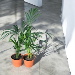 ARECA GRANDE - comprar online