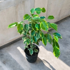FICUS BENJAMINA