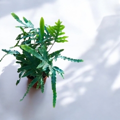 PHLEBODIUM AUREUM BLUE STAR / HELECHO AZUL