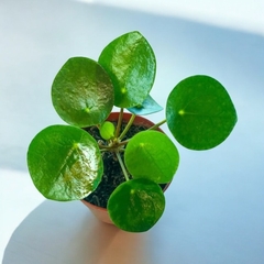 PILEA PEPEROMOIDES