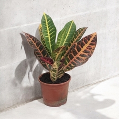 CROTON PETRA MULTICOLOR - comprar online