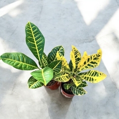 CROTON PETRA MULTICOLOR