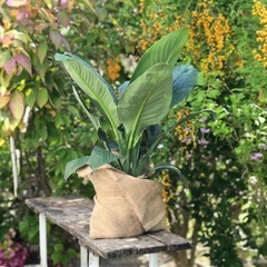 SPATHIPHYLLUM SENSACION