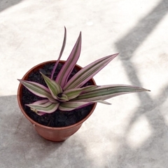 TRADISCANTIA SPATHACEA/SITARA