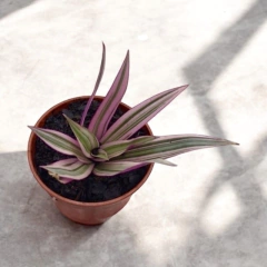 TRADISCANTIA SPATHACEA/SITARA