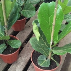 FICUS PANDURATA MINI en internet