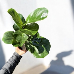 FICUS PANDURATA MINI