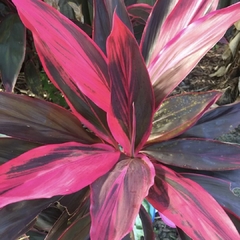 DRACENA RUBRA/CORDELINE GRANDE - comprar online