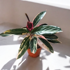 CALATHEA TRIOSTAR/STROMANTHE SANGUÍNEA XL
