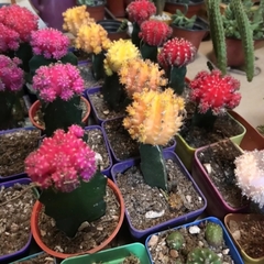 CACTUS INJERTADOS en internet