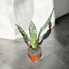 SANSEVIERIA COLA DE TIGRE XGR