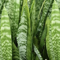 SANSEVIERIA COLA DE TIGRE XGR - comprar online