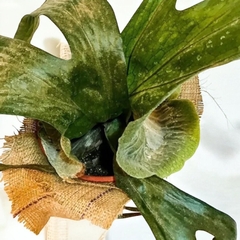 CUERNO DE ALCE/PLATYCERIUM ALCICORNE - comprar online