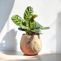 DÚO MACETA COLIBRI + CALATHEA ZEBRINA - comprar online